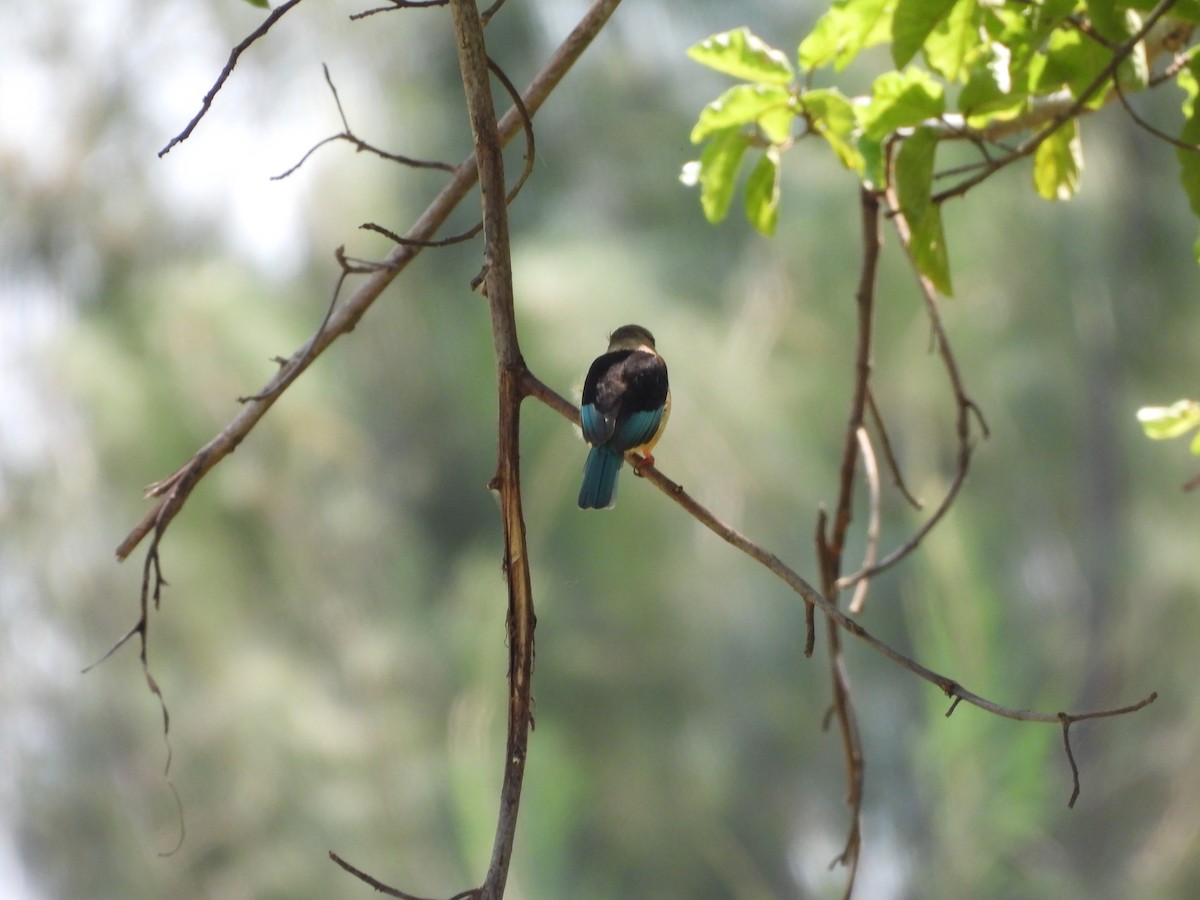 Brown-hooded Kingfisher - ML640080418