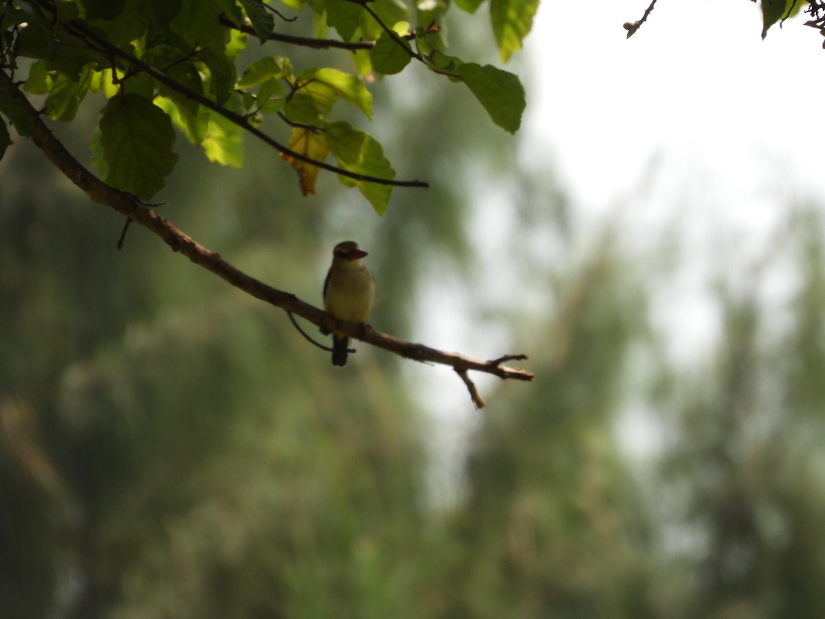 Brown-hooded Kingfisher - ML640080422