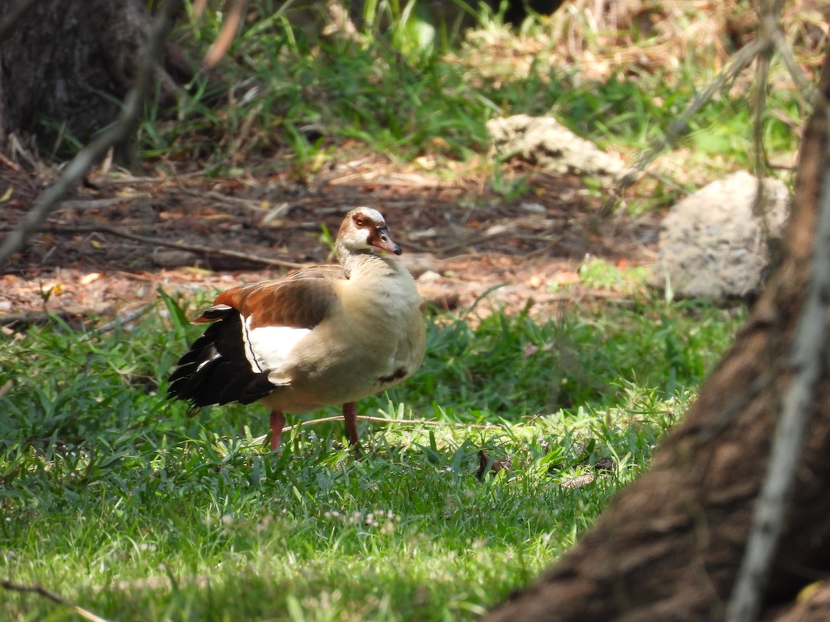 Egyptian Goose - ML640080432