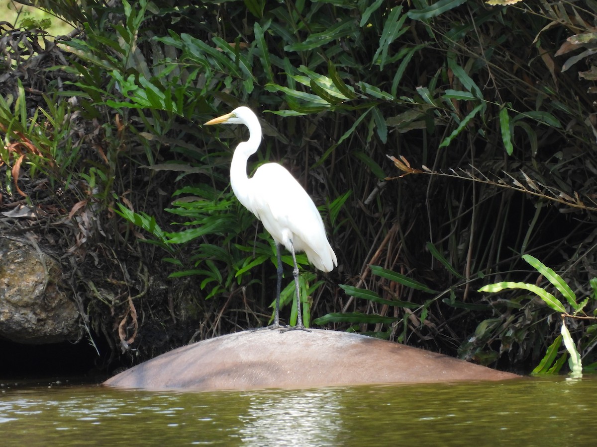 Great Egret - ML640080445
