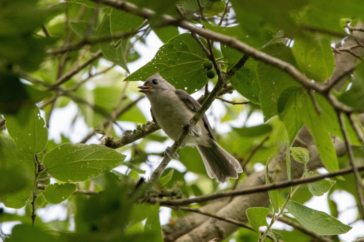 Mésange bicolore - ML640080446