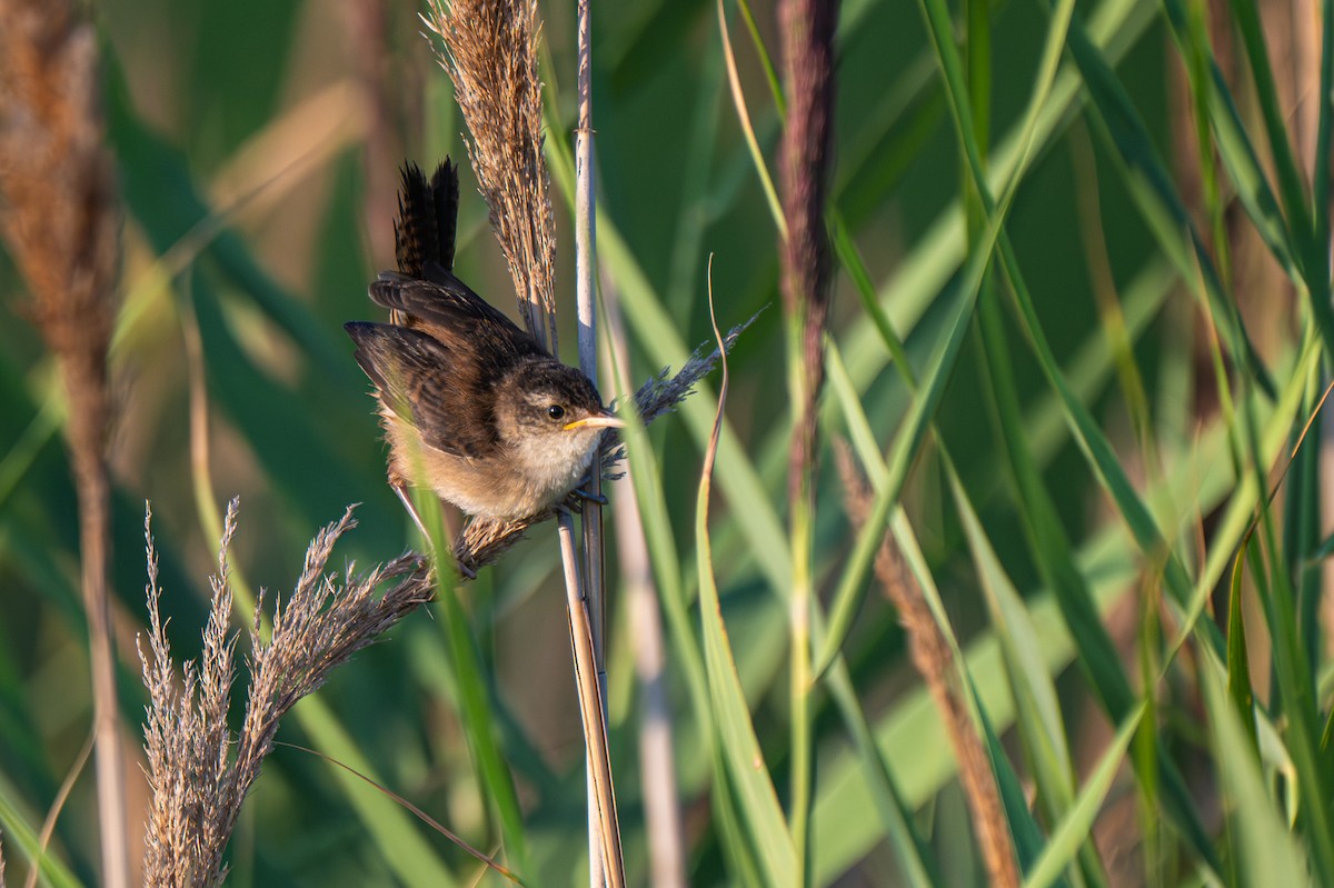 Marsh Wren (palustris Group) - ML640080452