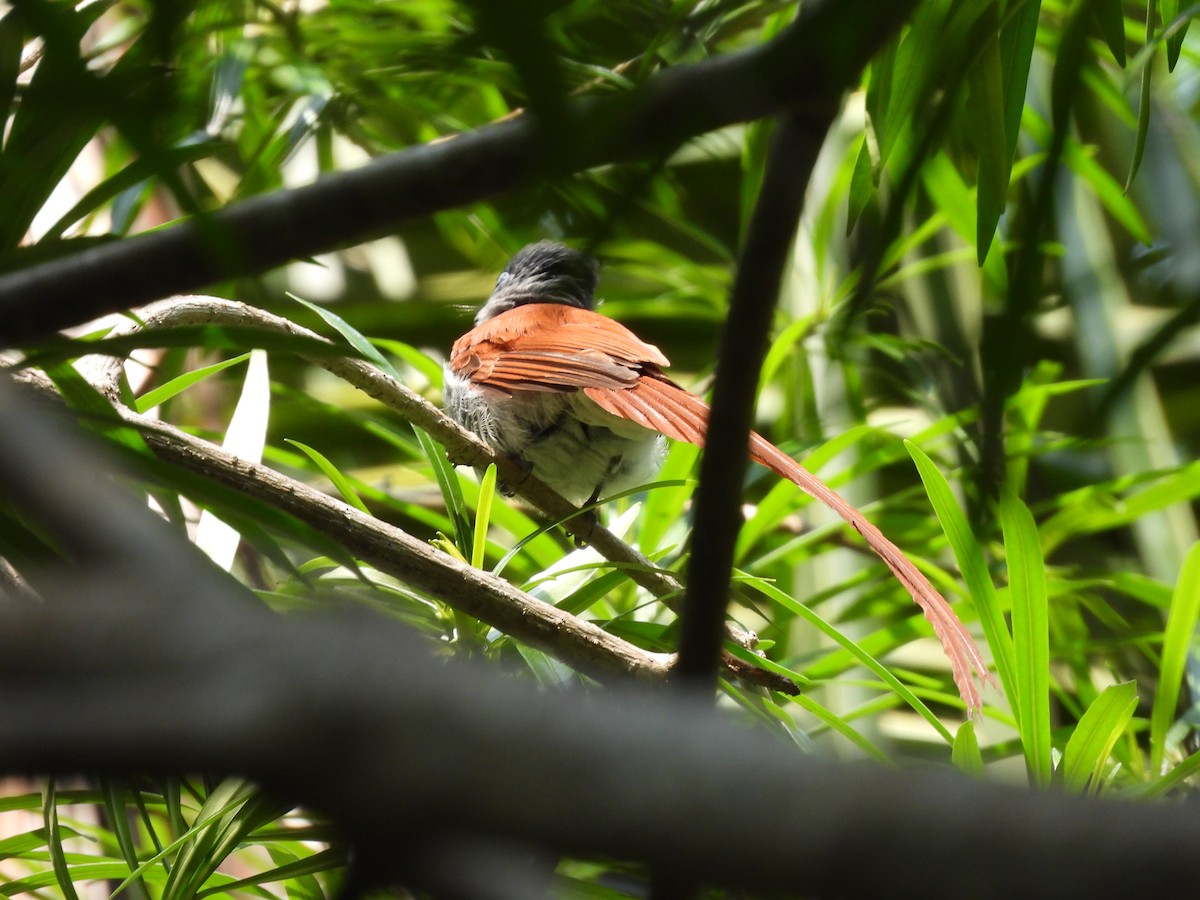 African Paradise-Flycatcher - ML640080469