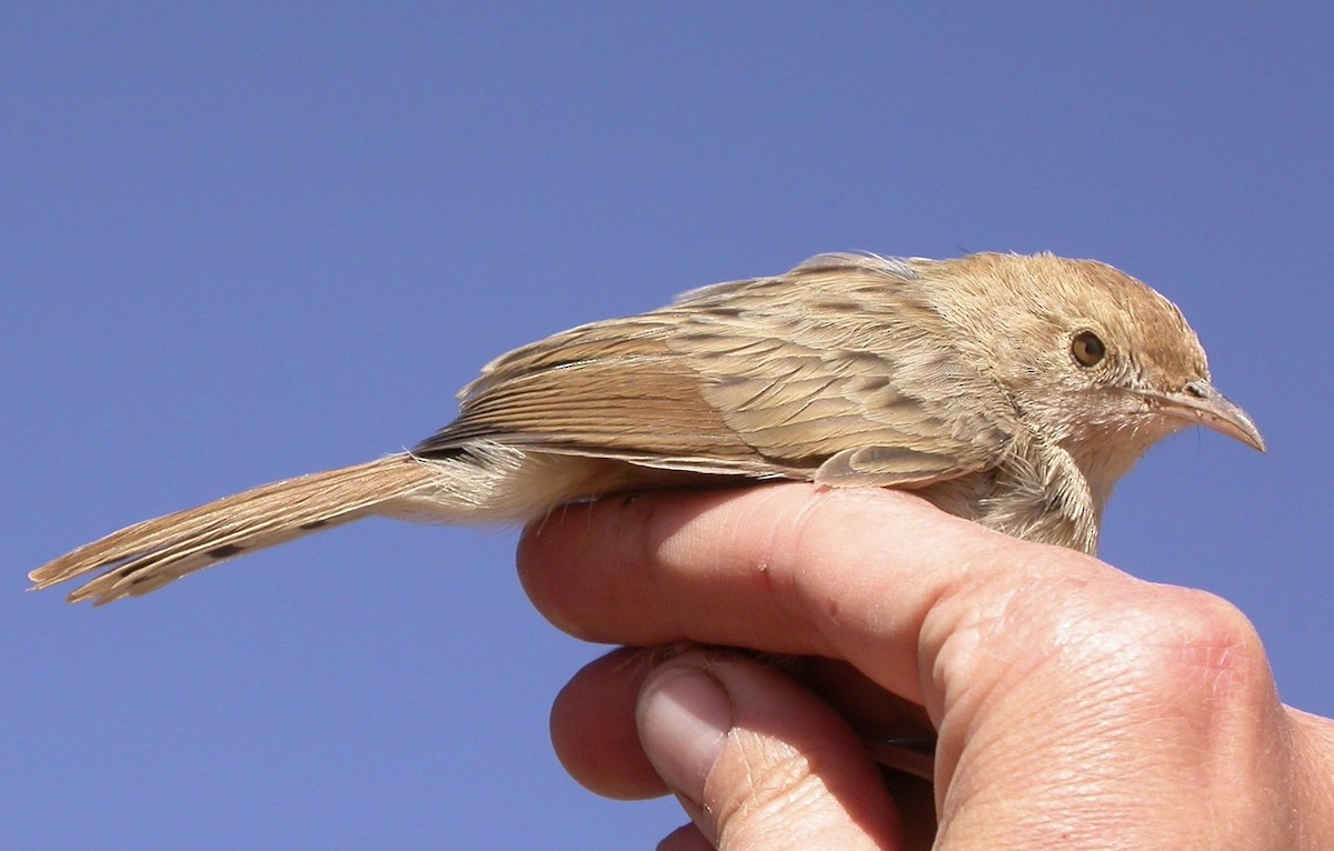 Rattling Cisticola - ML640080480