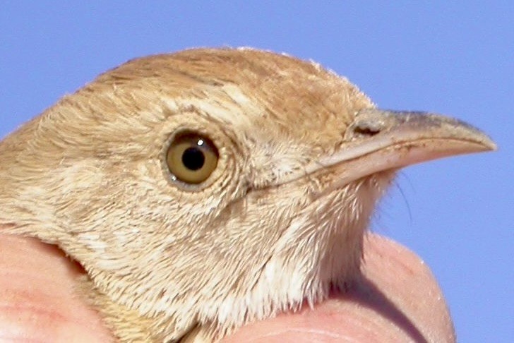 Rattling Cisticola - ML640080482