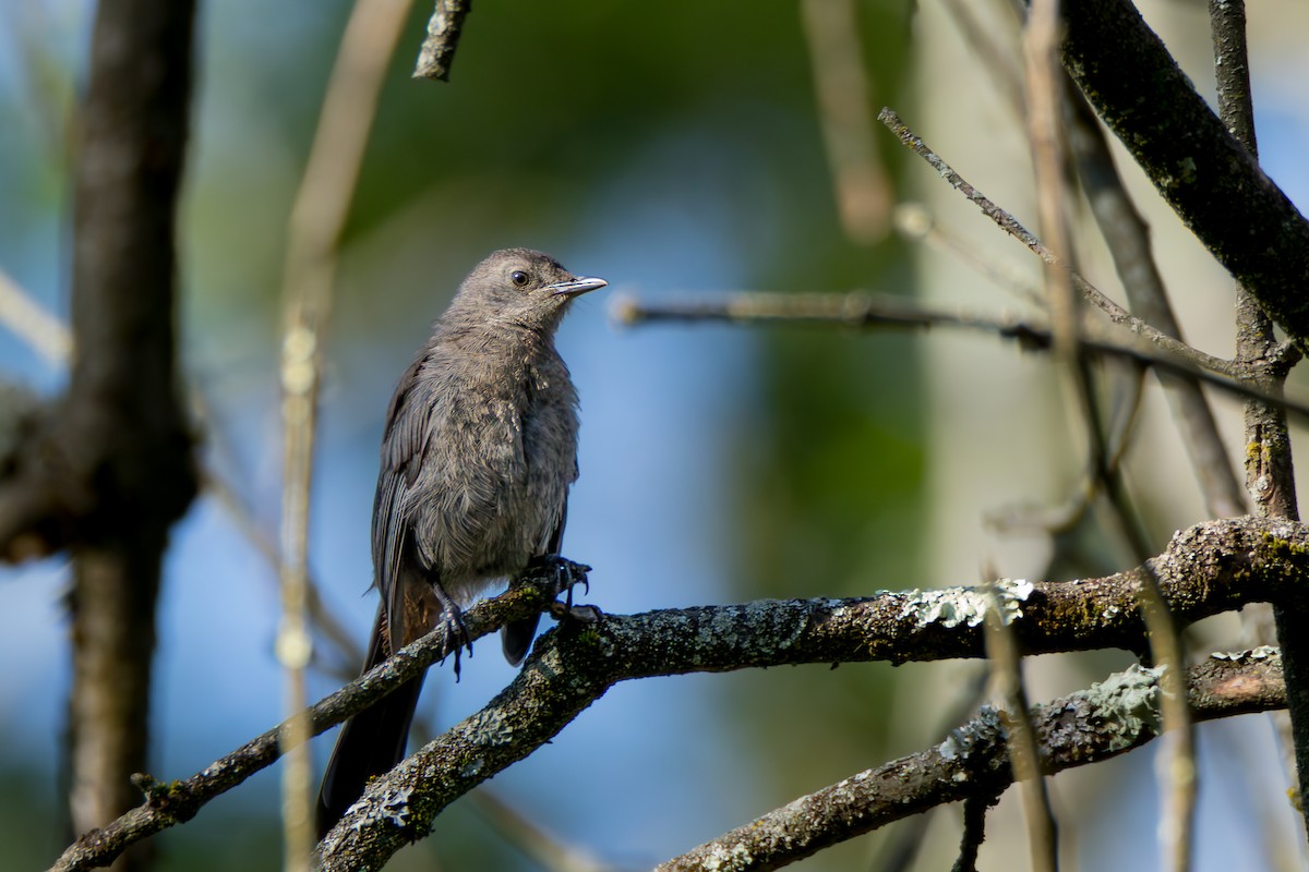 Gray Catbird - ML640080485