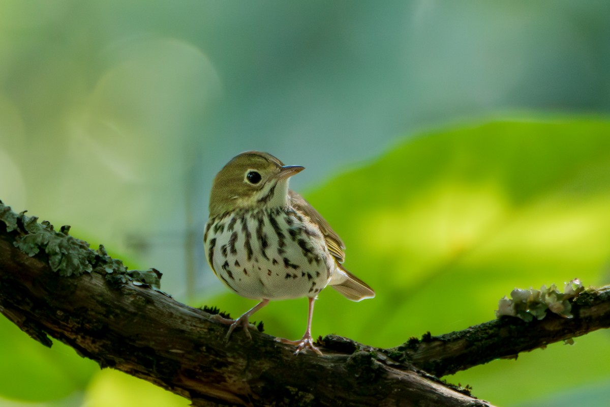 Ovenbird - ML640080494