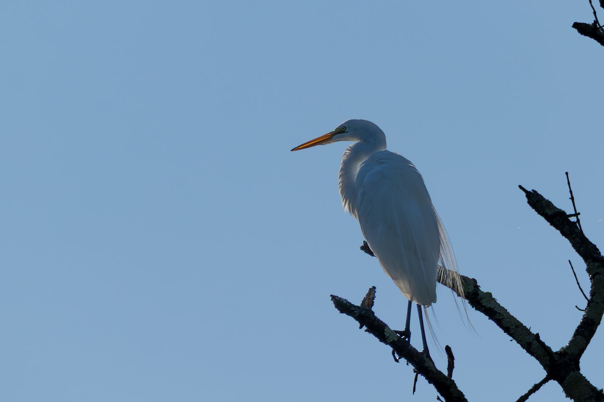 Great Egret - ML640080500