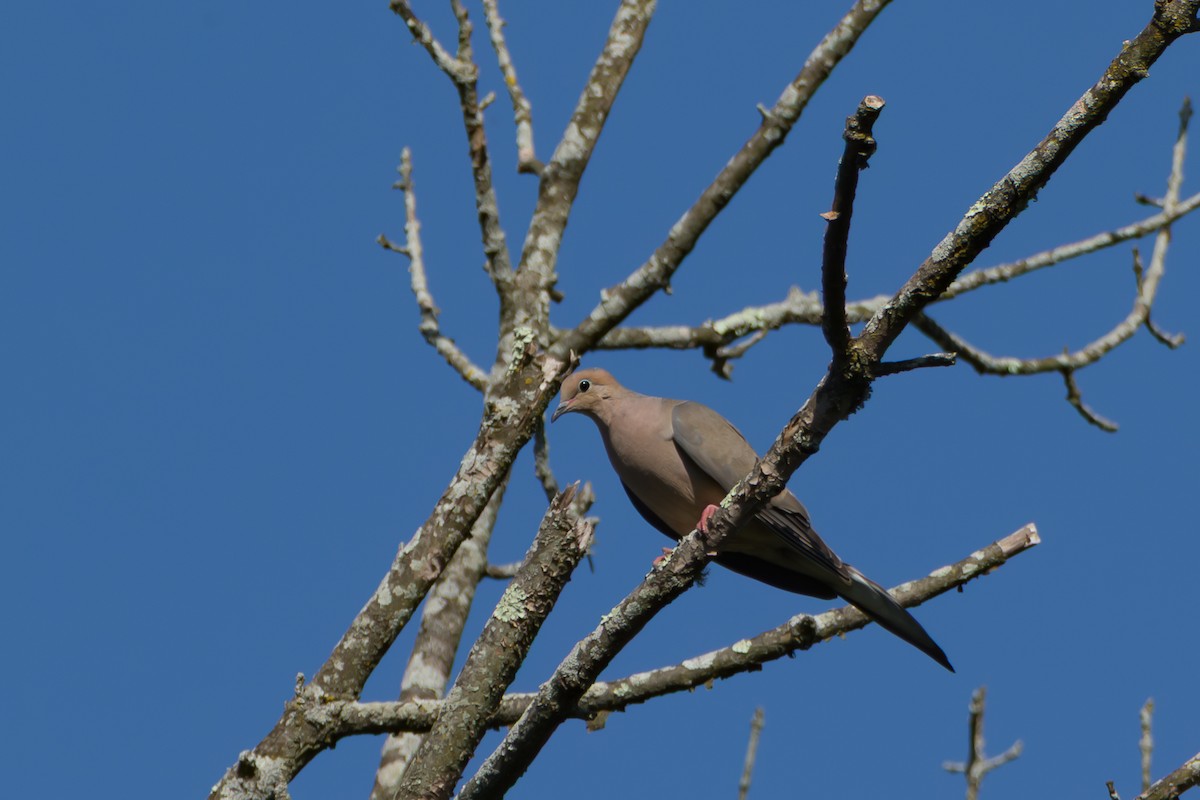 Mourning Dove - ML640080504