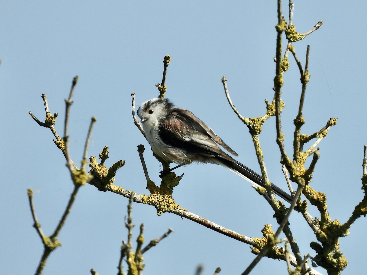 Long-tailed Tit - ML640080505