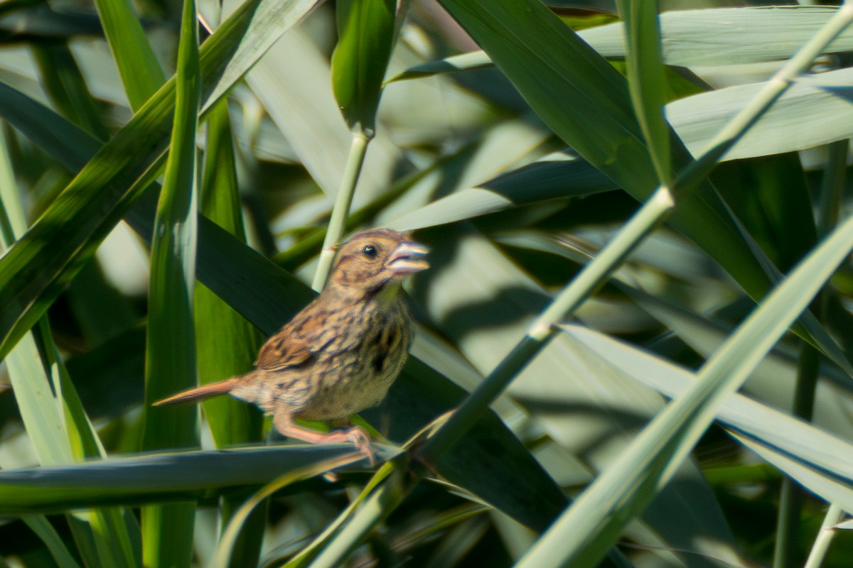 Song Sparrow - ML640080537