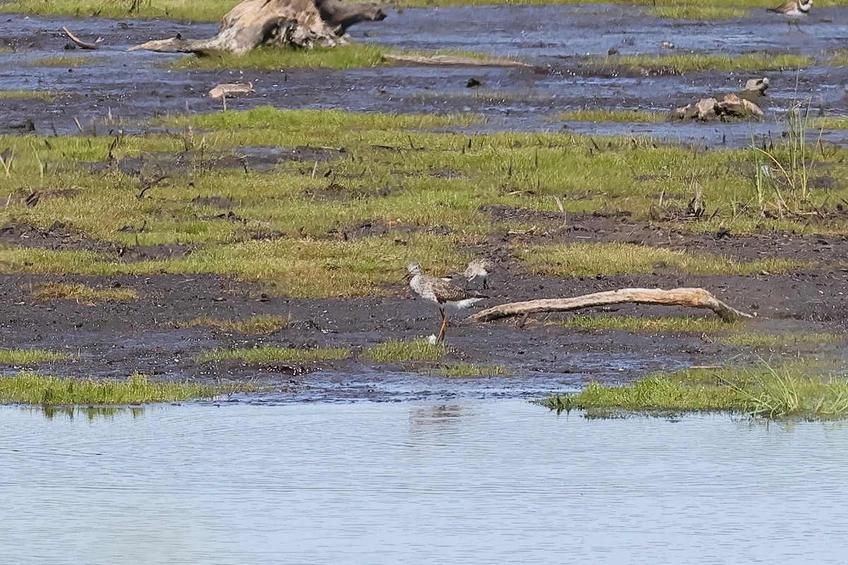 Lesser Yellowlegs - ML640080583