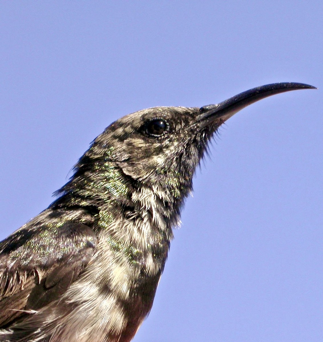 Dusky Sunbird - ML640080601