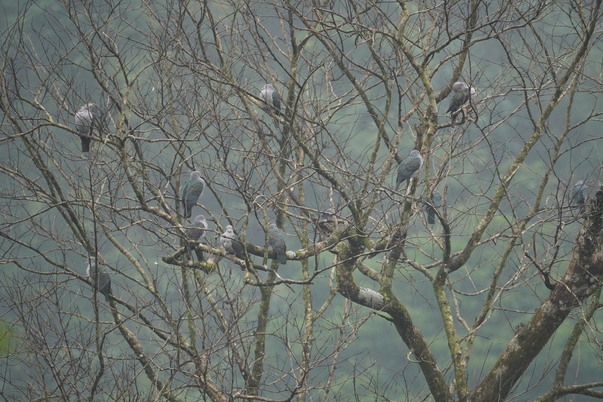Green Imperial-Pigeon - ML640080606