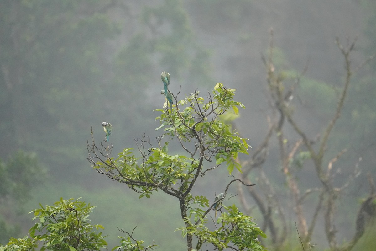 Malabar Parakeet - ML640080632