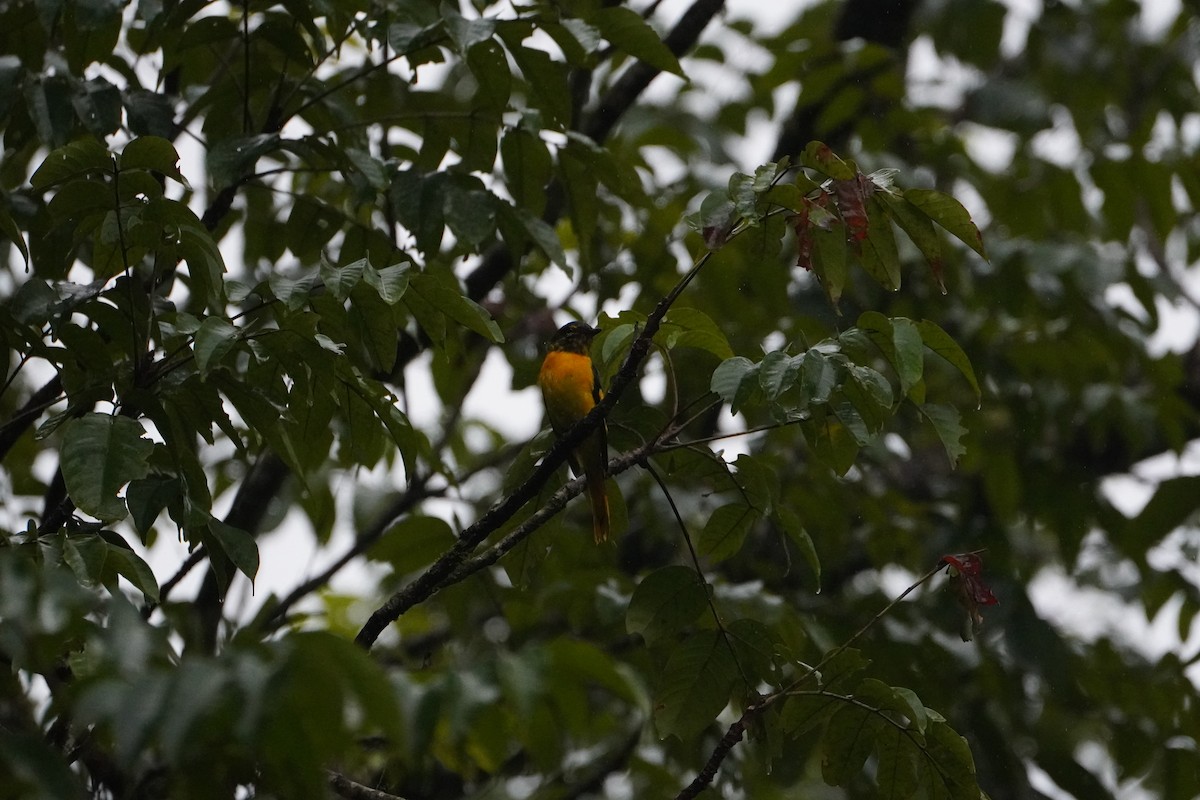 Small Minivet - ML640080664