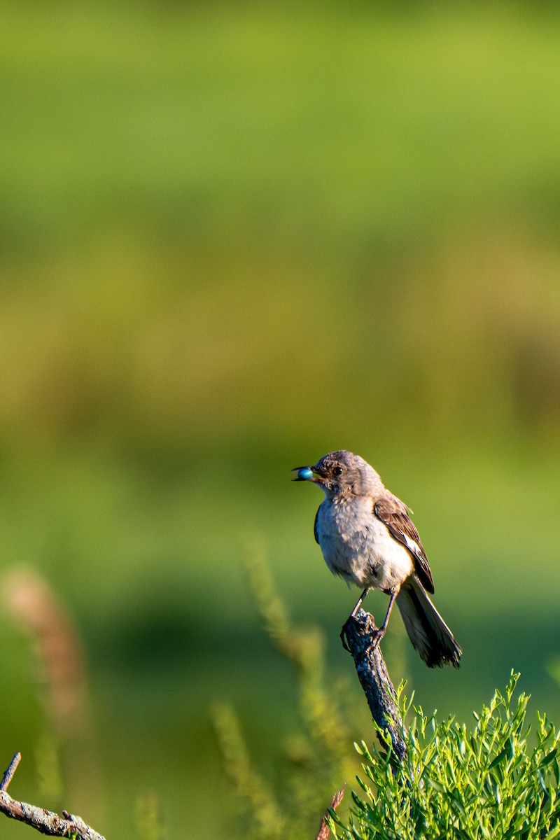 Northern Mockingbird - ML640080702