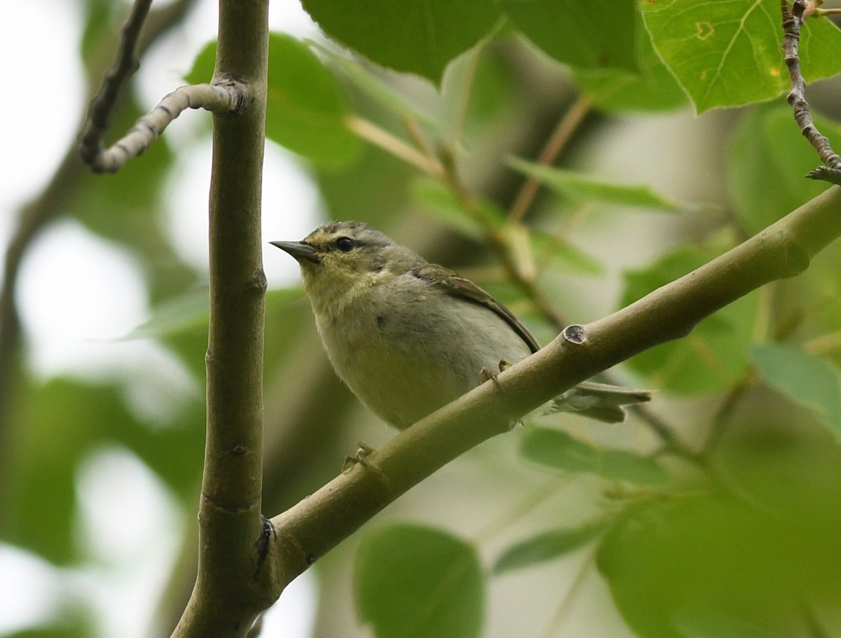 Tennessee Warbler - ML640080732