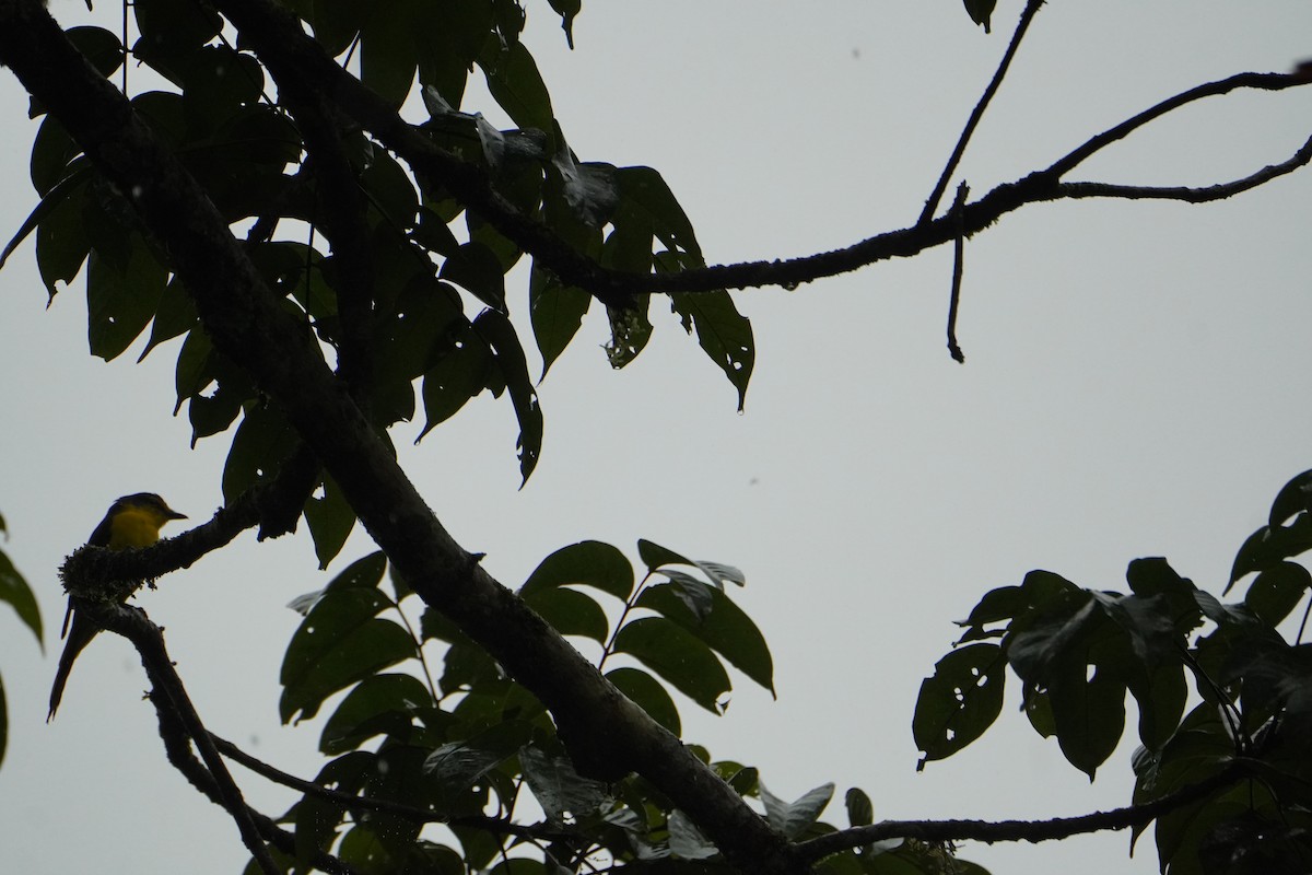 Orange Minivet - ML640080735