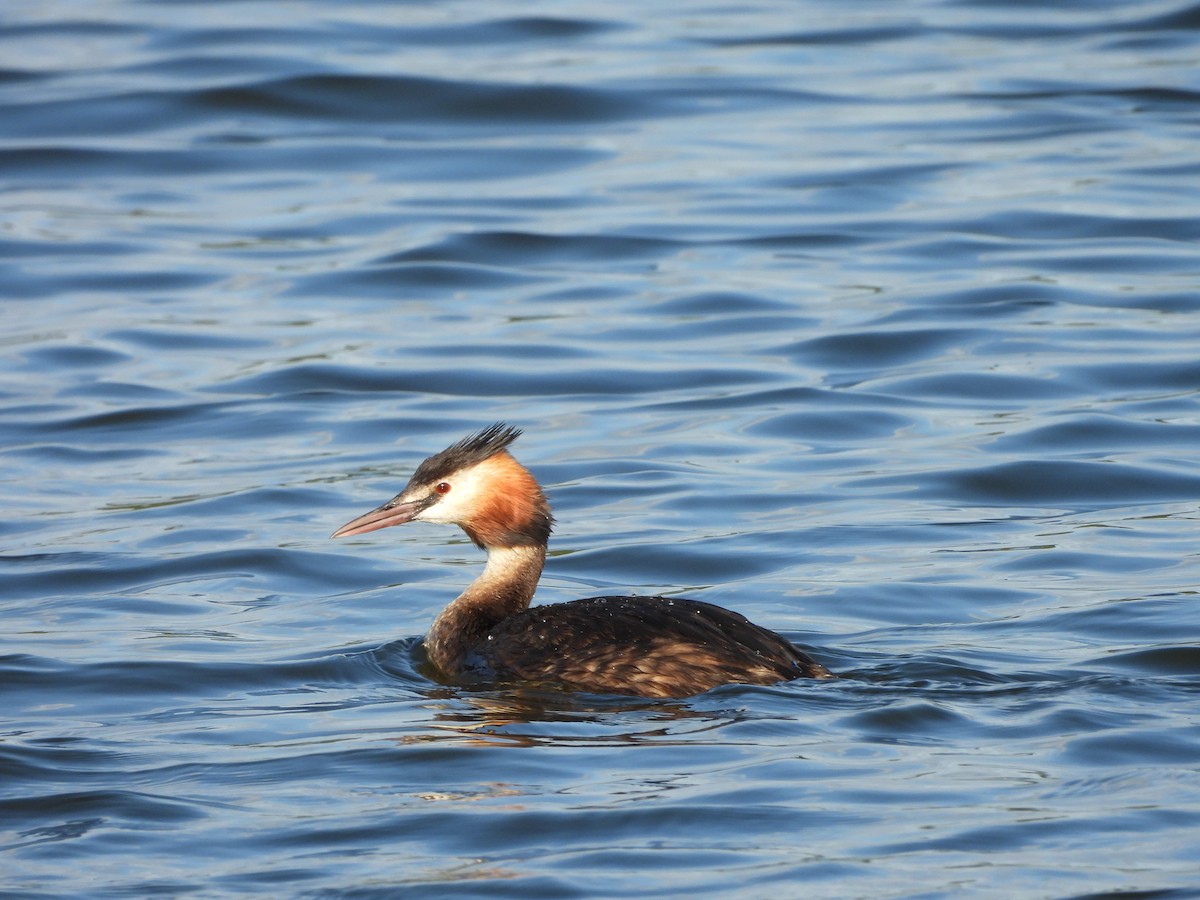 Grèbe huppé - ML640080755