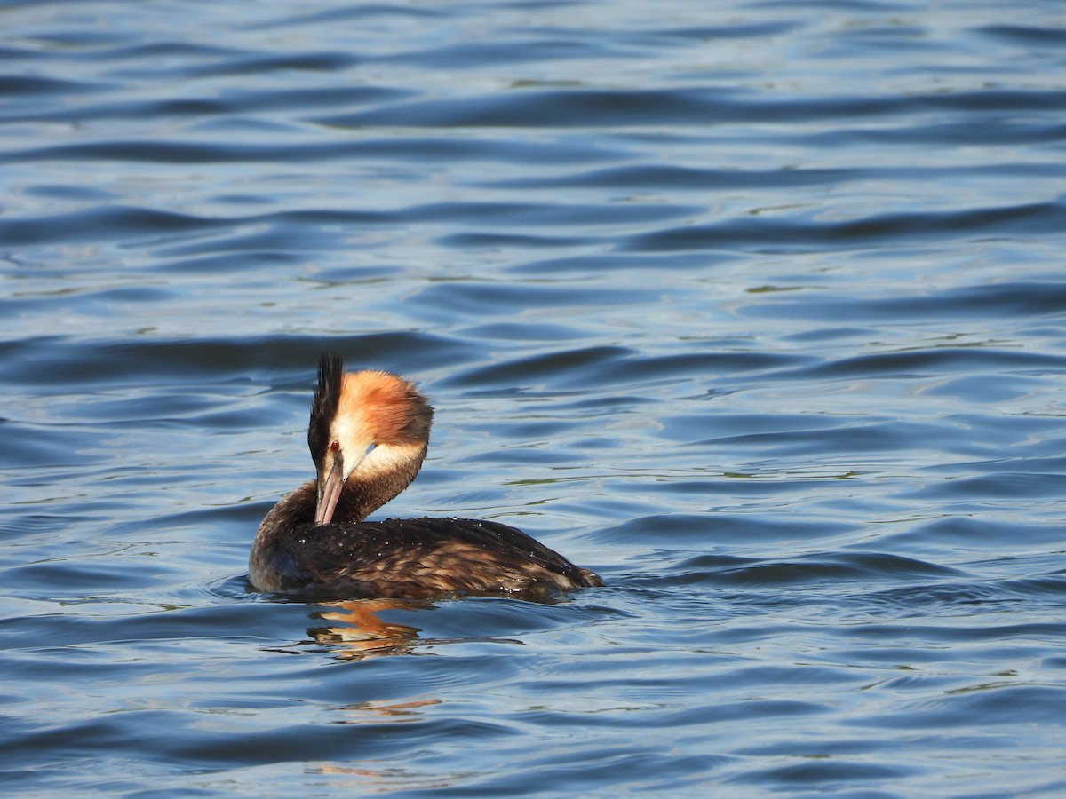 Grèbe huppé - ML640080756