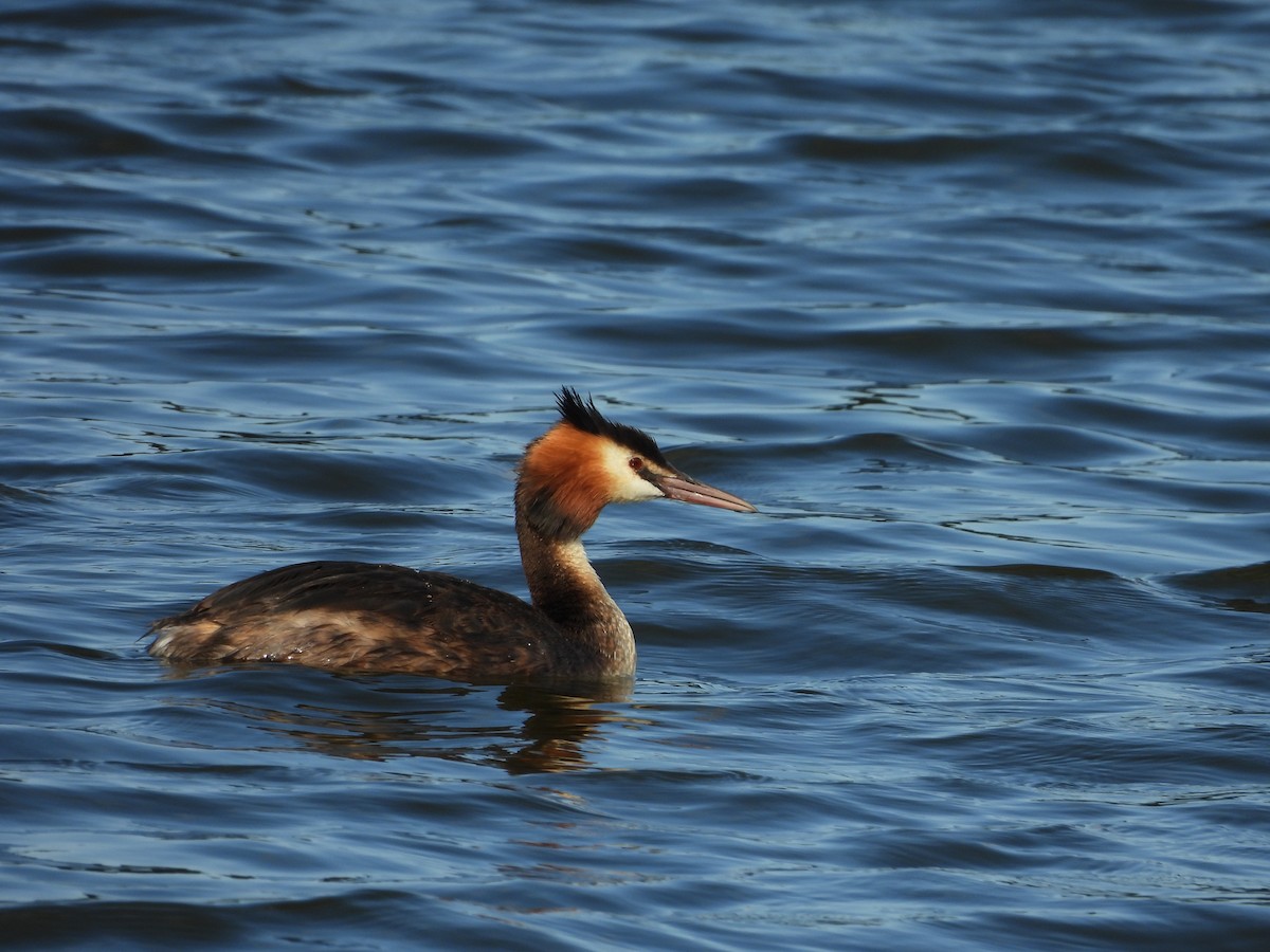 Grèbe huppé - ML640080761