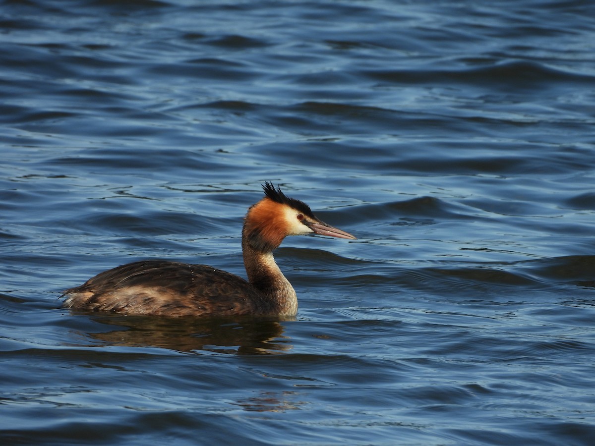 Grèbe huppé - ML640080762