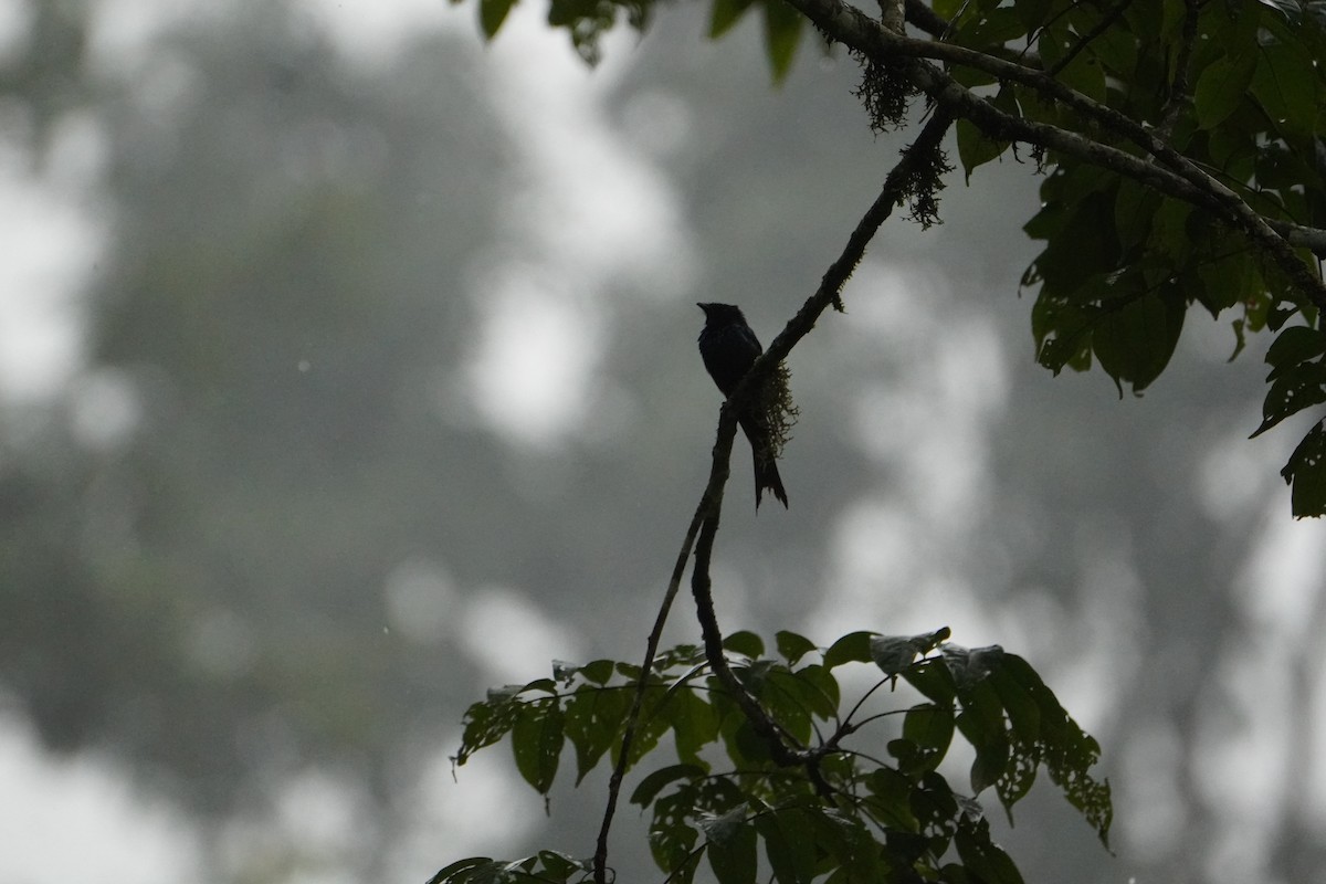 Bronzed Drongo - ML640080766