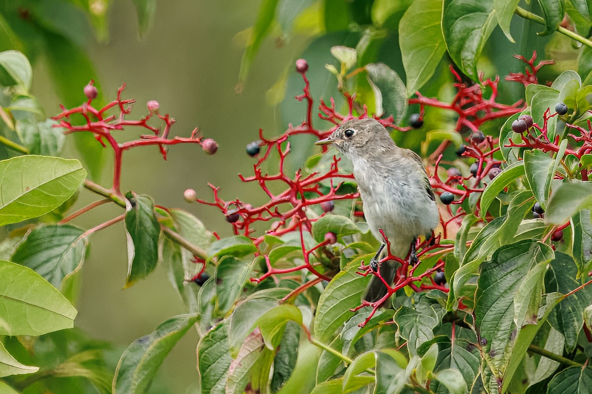 Alder Flycatcher - ML640080855