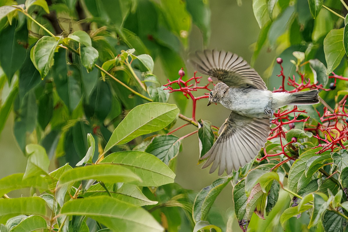 Alder Flycatcher - ML640080856