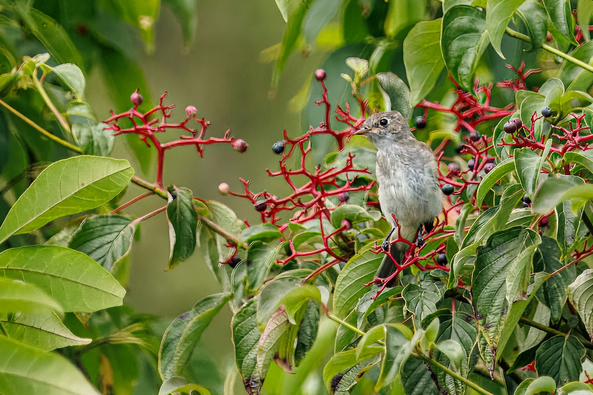 Alder Flycatcher - ML640080857