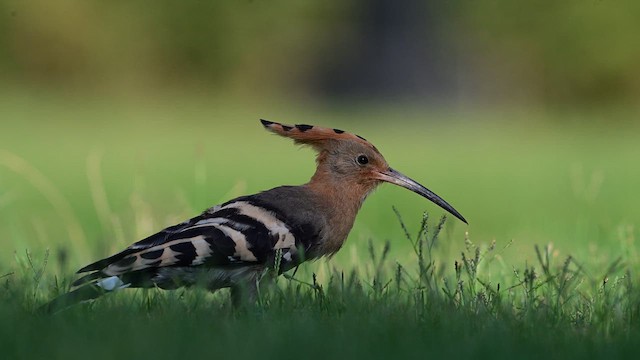 Eurasian Hoopoe - ML640080887