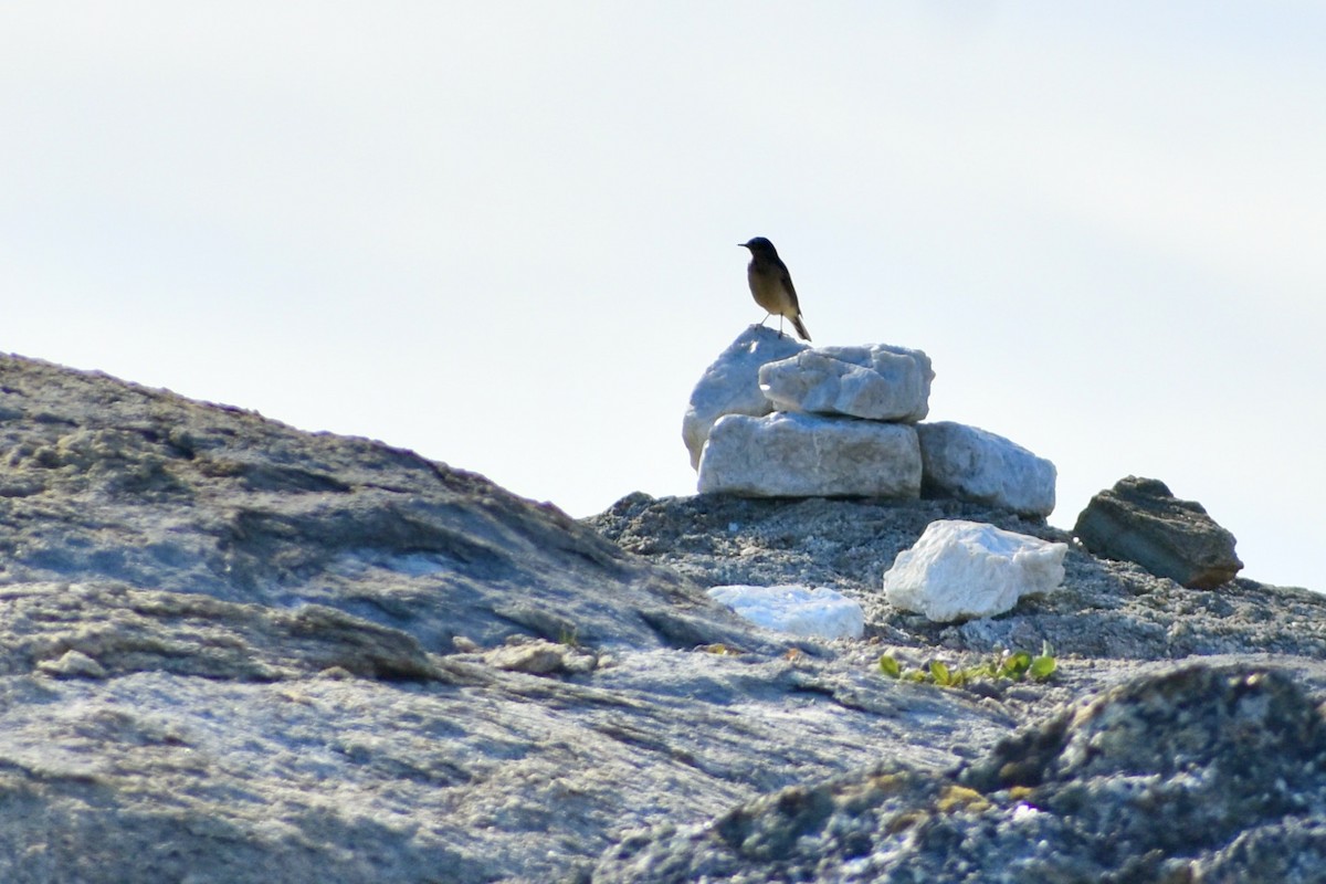 American Robin - ML640080908