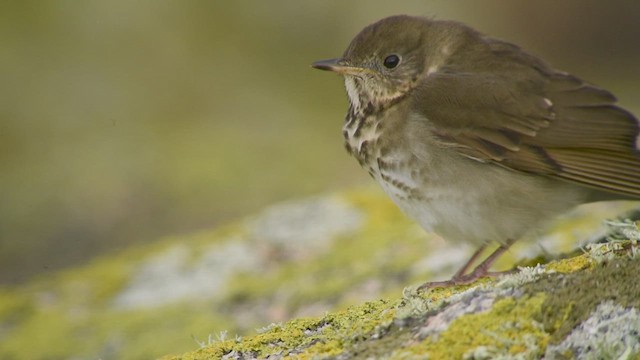 Gray-cheeked Thrush - ML640080922