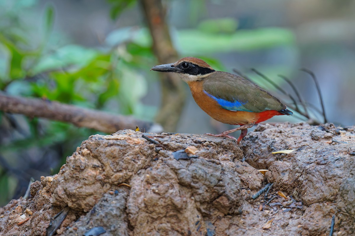 Mangrove Pitta - ML640081001