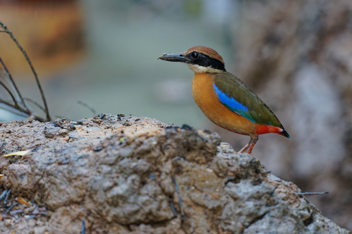 Mangrove Pitta - ML640081003