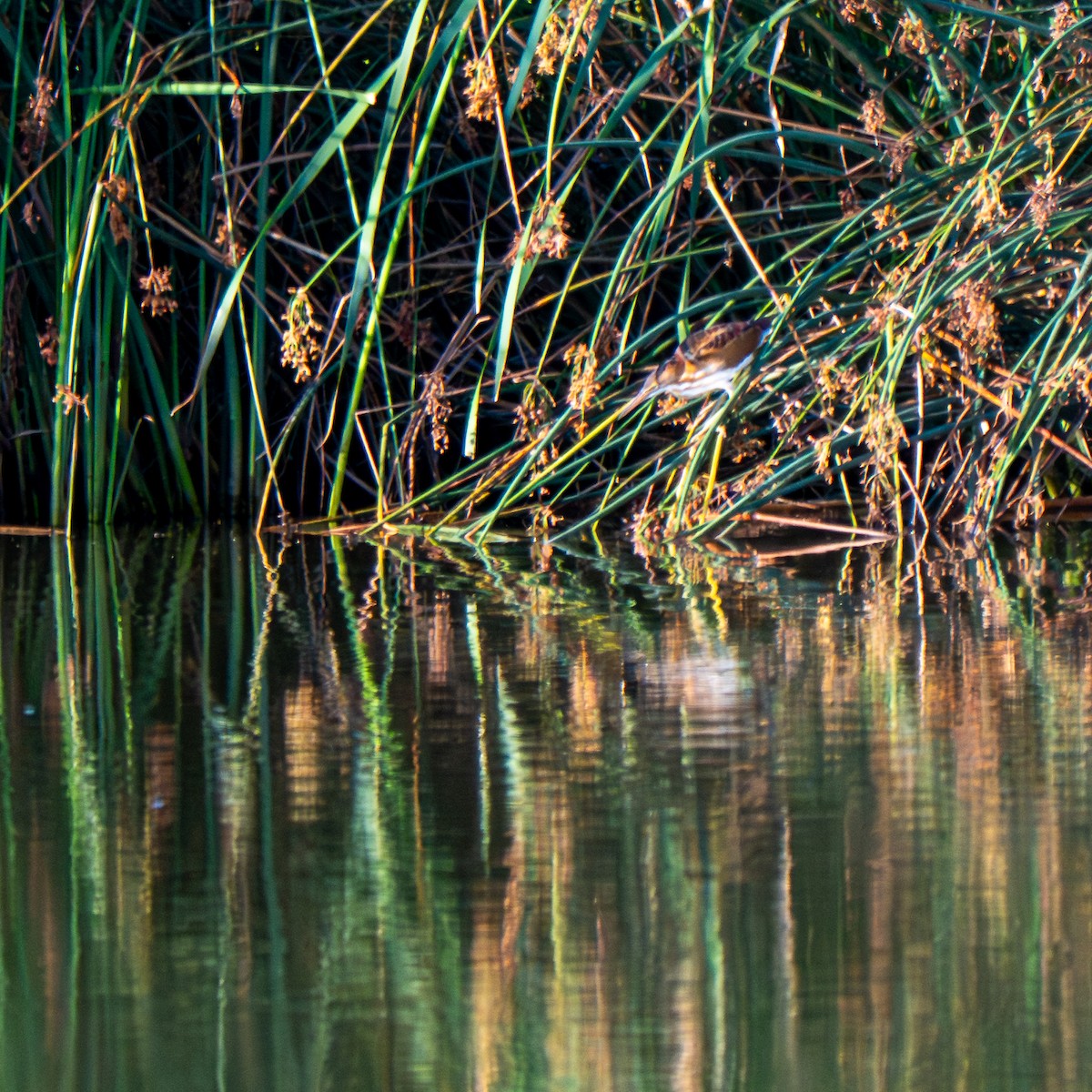 Least Bittern - ML640081013
