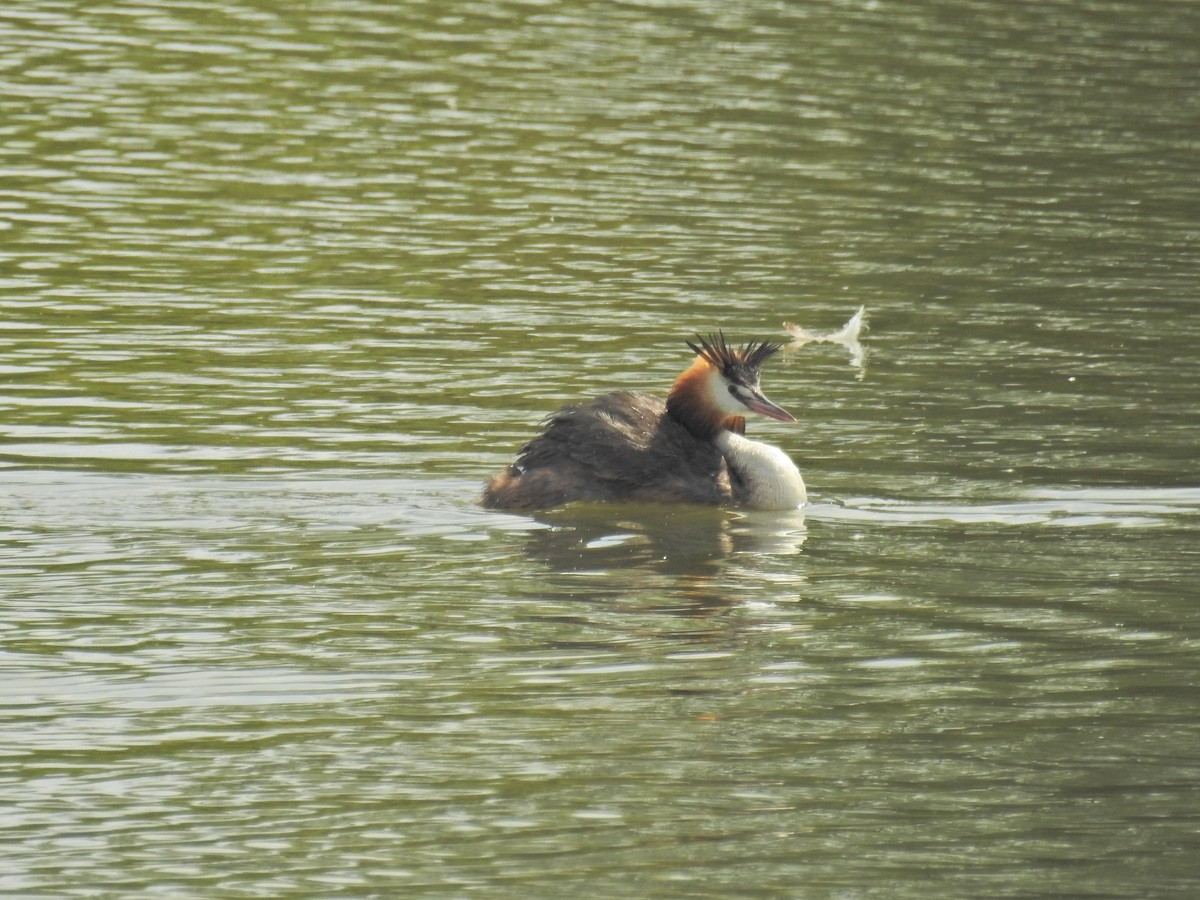 Grèbe huppé - ML640081037