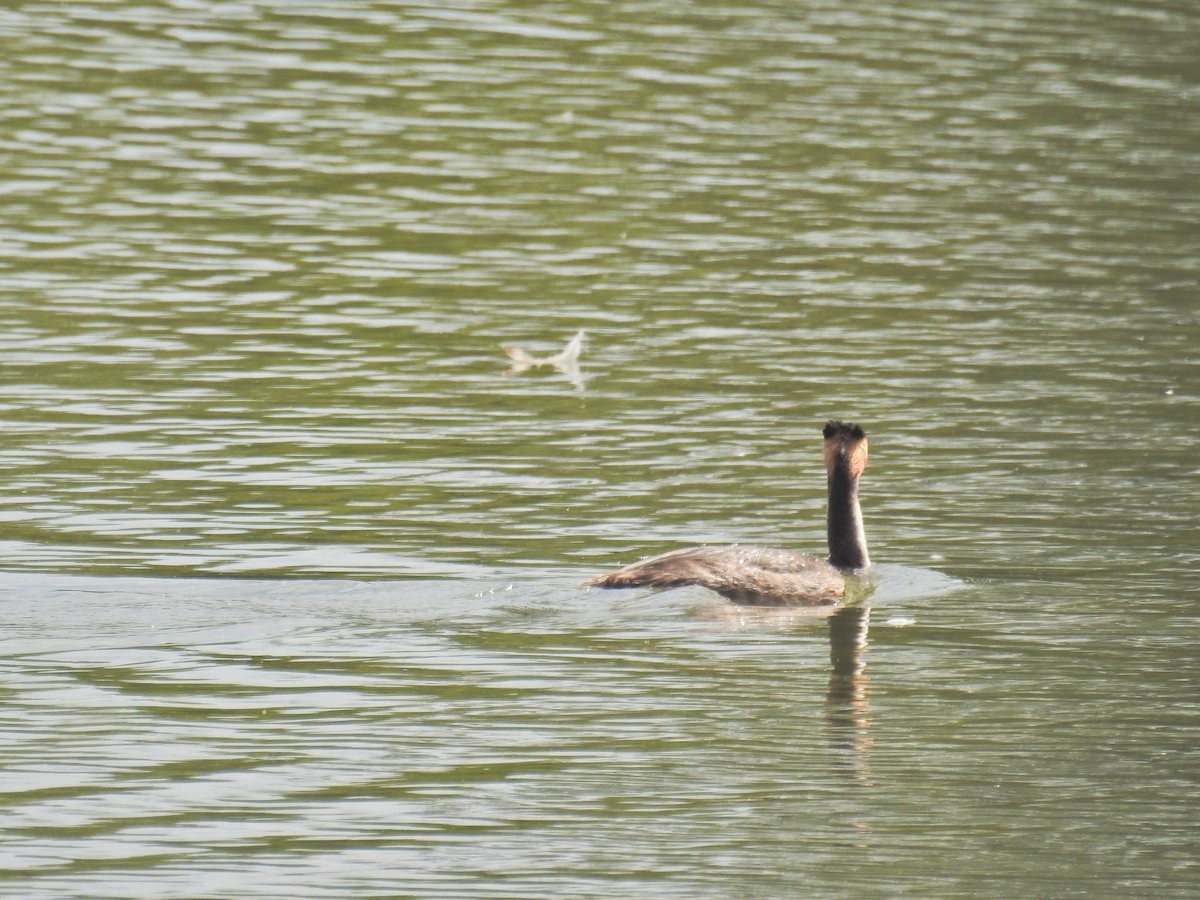 Grèbe huppé - ML640081038