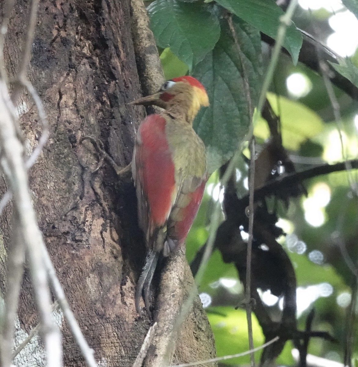 Crimson-winged Woodpecker - ML640081063
