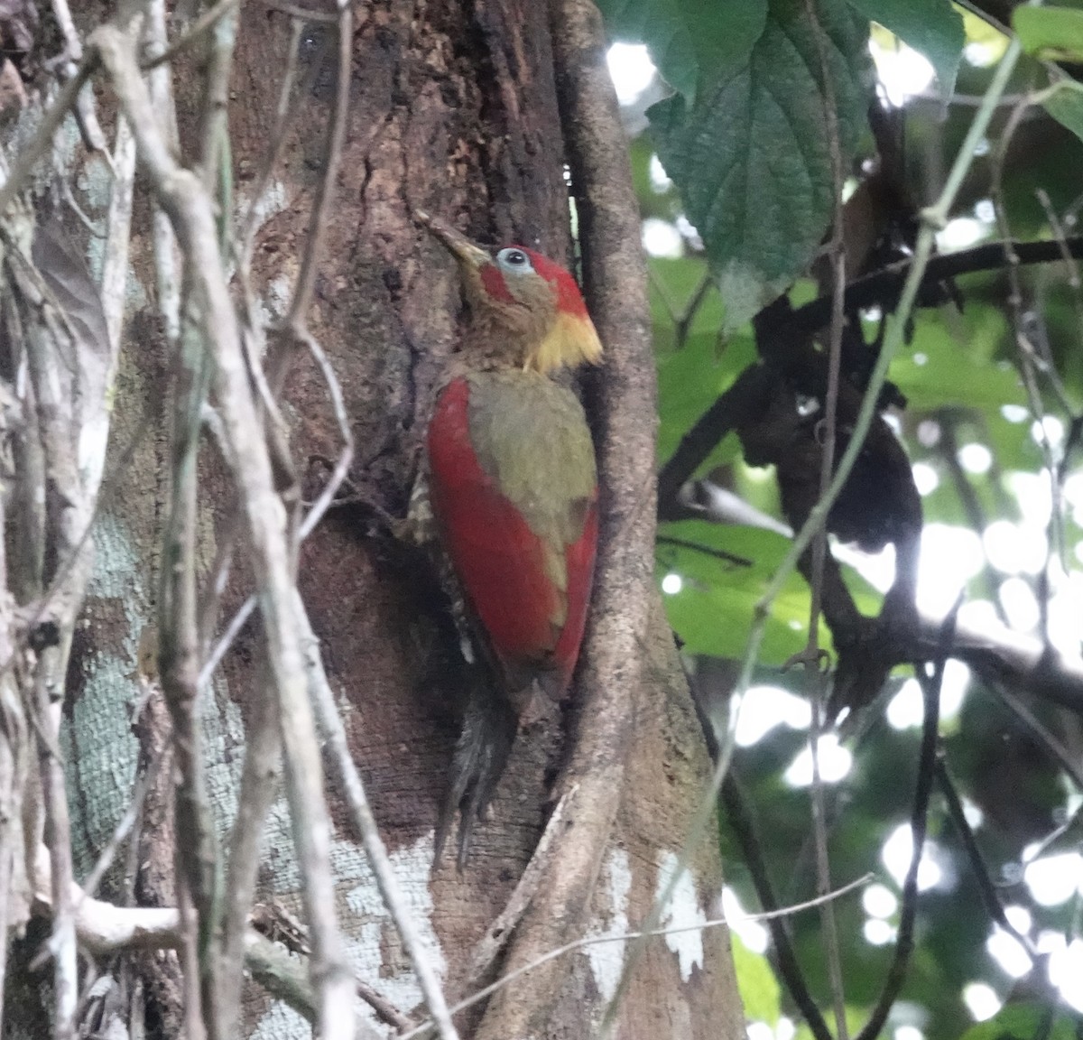 Crimson-winged Woodpecker - ML640081064