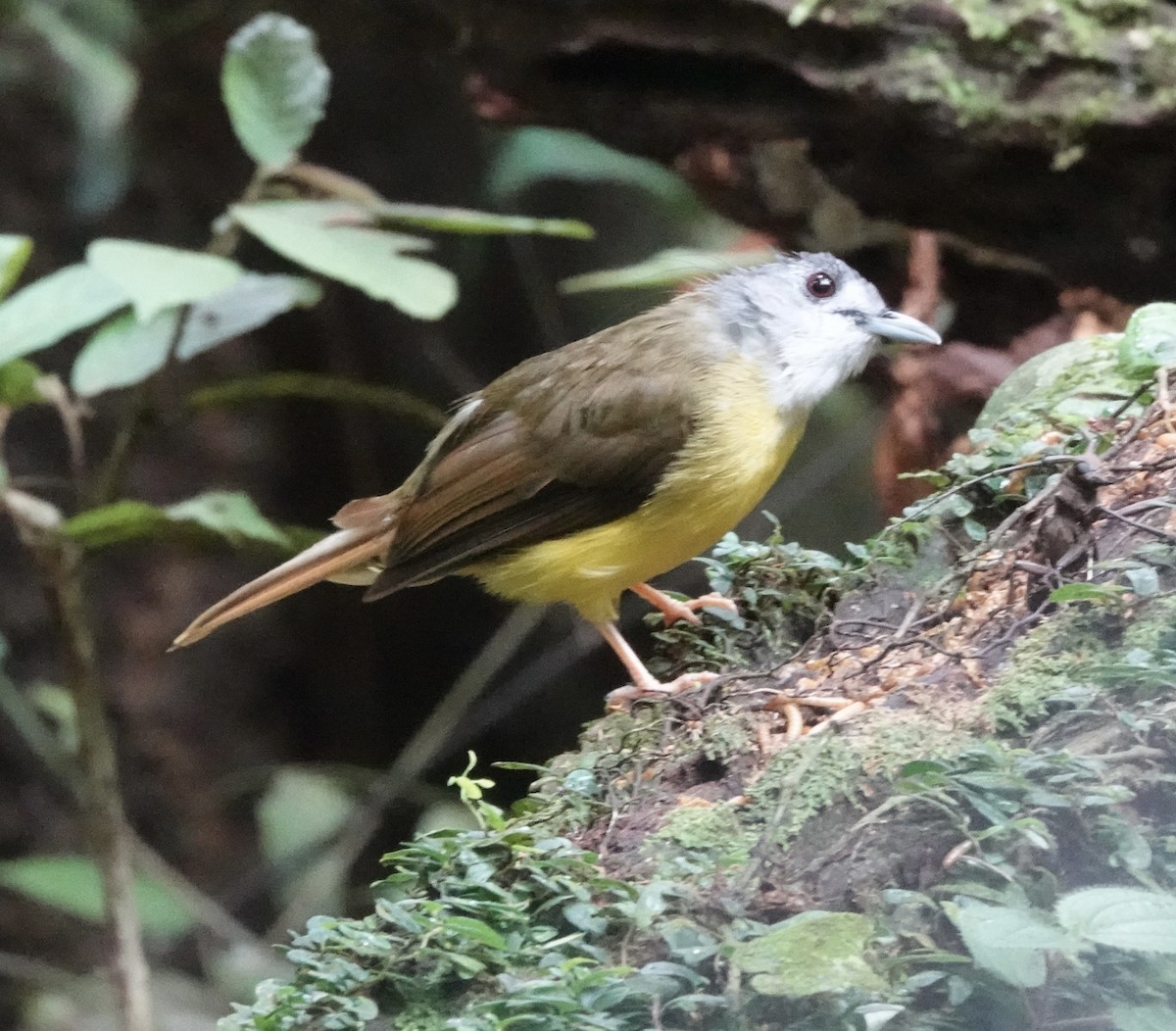 Yellow-bellied Bulbul - ML640081099