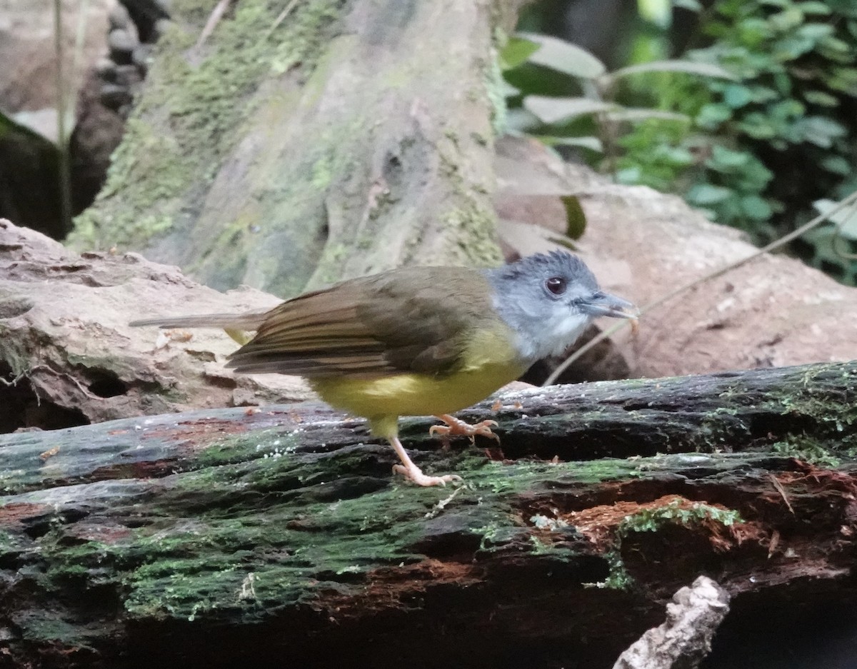 Yellow-bellied Bulbul - ML640081100