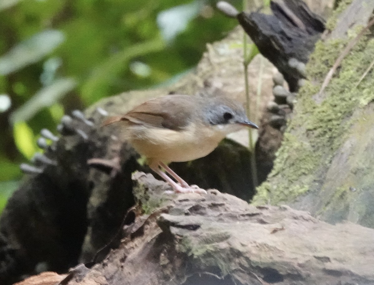 Short-tailed Babbler (Mourning) - ML640081129