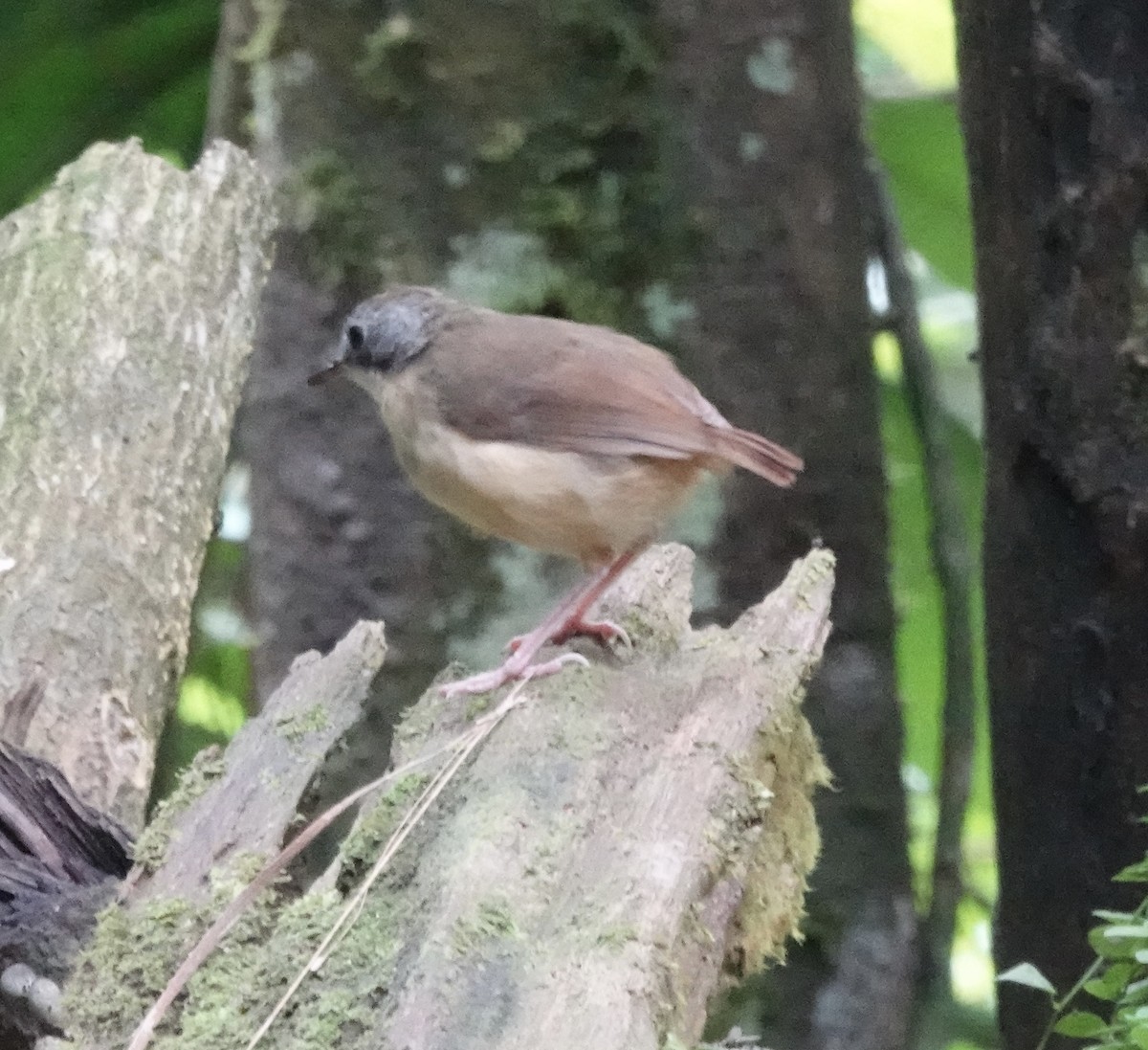 Short-tailed Babbler (Mourning) - ML640081130