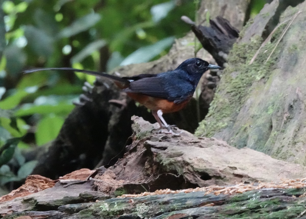 White-rumped Shama (White-rumped) - ML640081144