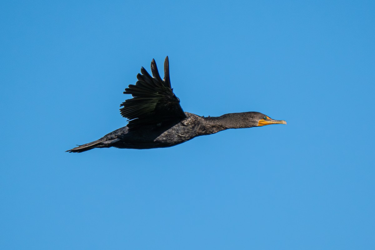 Double-crested Cormorant - ML640081153