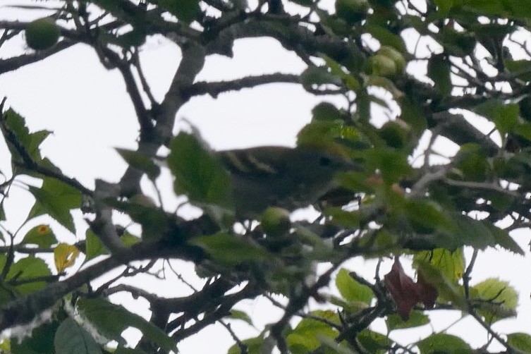 Chestnut-sided Warbler - ML640081192