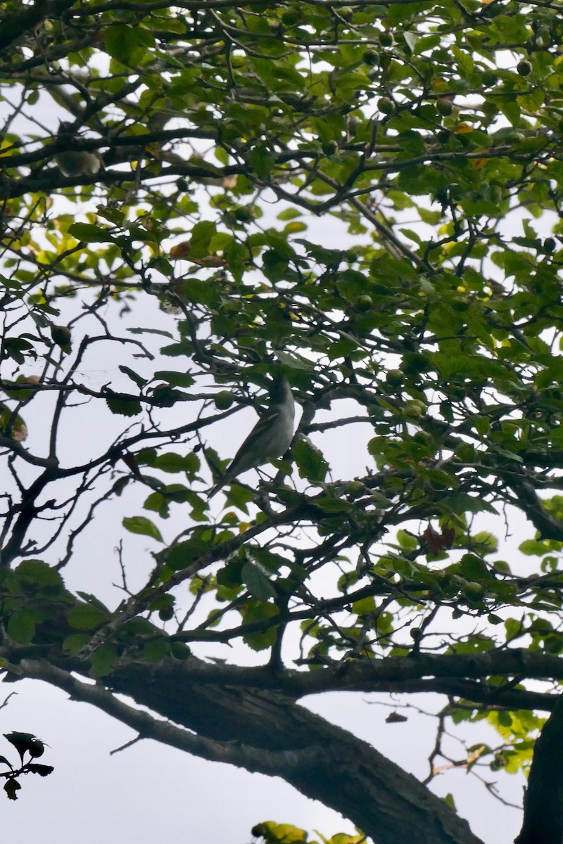 Chestnut-sided Warbler - ML640081193