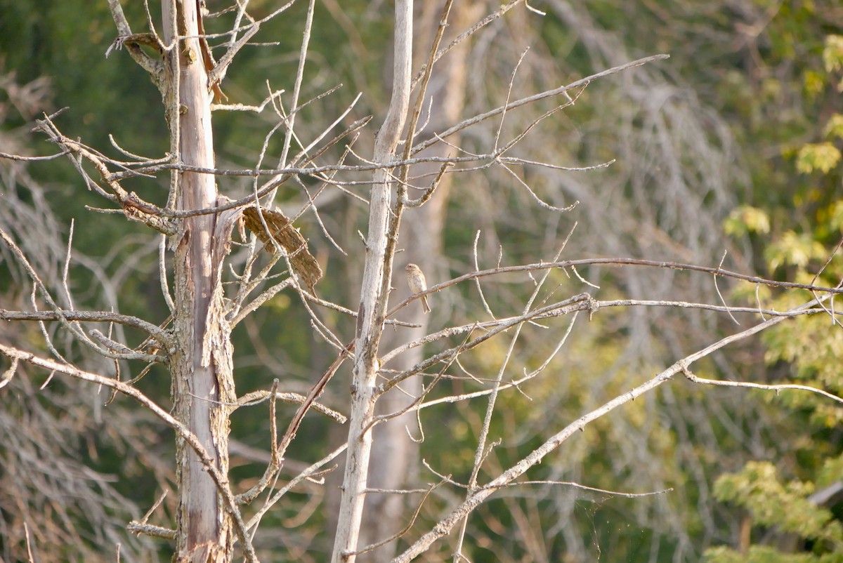 House Finch - ML640081199